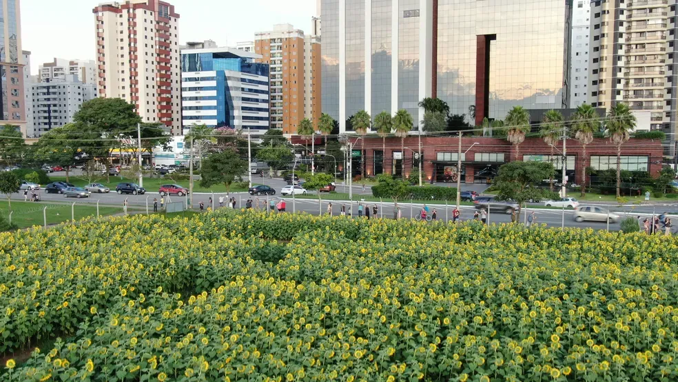 Campo de girassóis no antigo Terreno das Vaquinhas com a cidade ao fundo